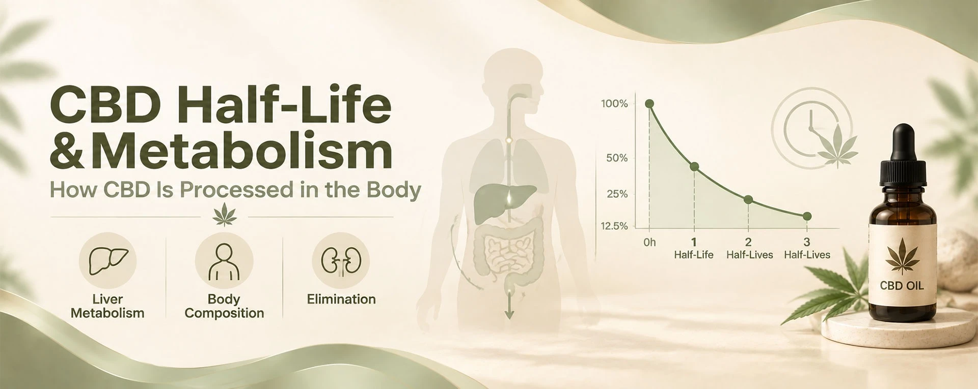 Simple CBD half-life curve showing metabolism and elimination in the body