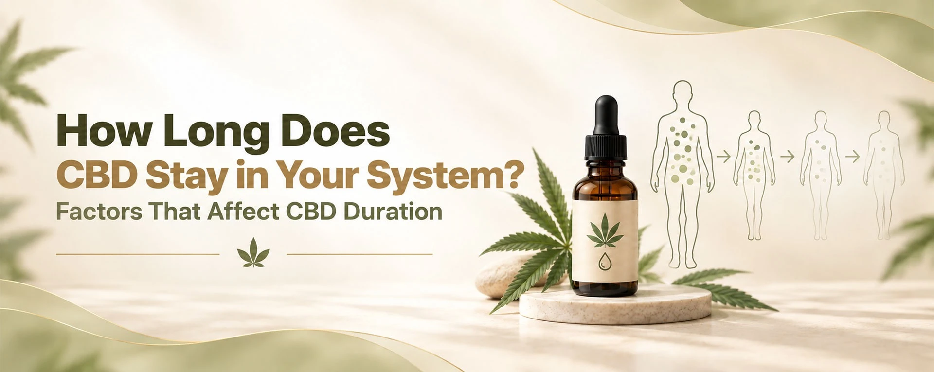 CBD oil with a timeline showing CBD duration in the body